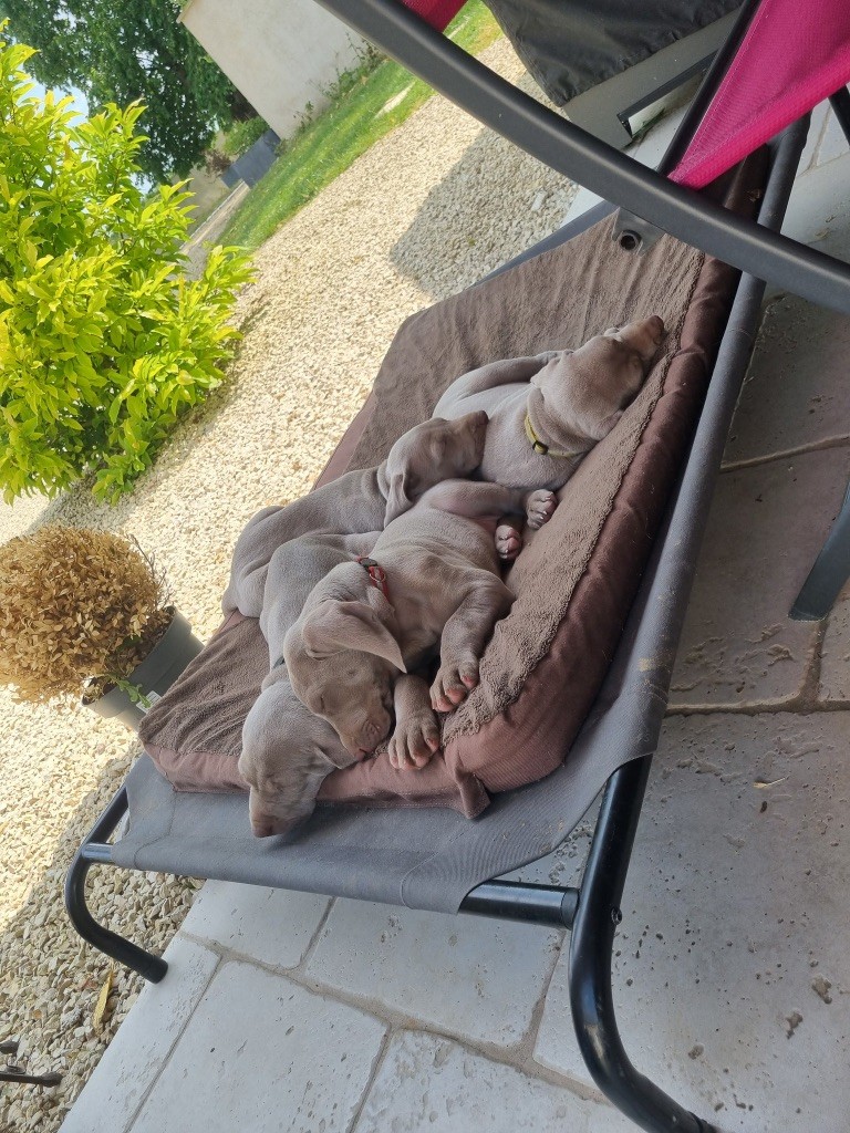 Nos chiots Braque de Weimar cherchent de nouveaux canapés !