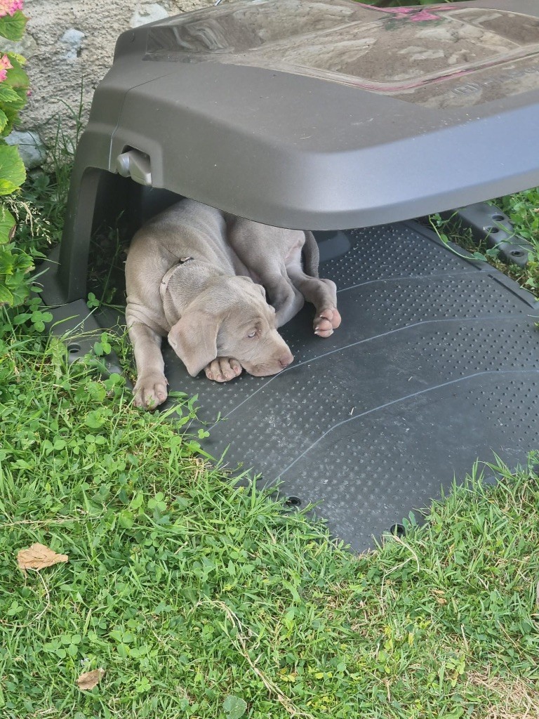 Des Petits Bonheurs Gris - Chiots disponibles - Braque de Weimar
