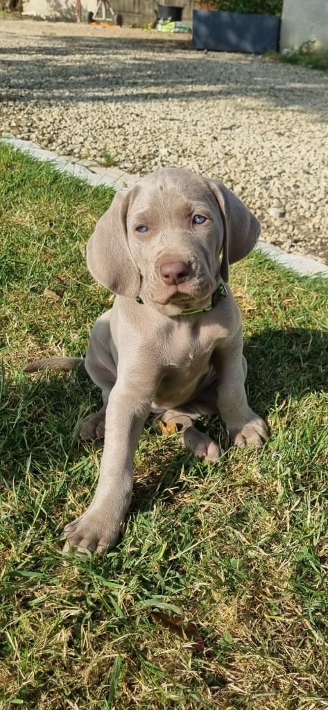 Des Petits Bonheurs Gris - Chiots disponibles - Braque de Weimar