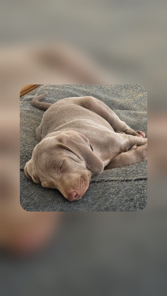 Des Petits Bonheurs Gris - Chiots disponibles - Braque de Weimar