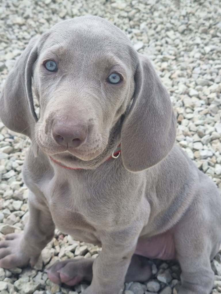 Des Petits Bonheurs Gris - Chiots disponibles - Braque de Weimar